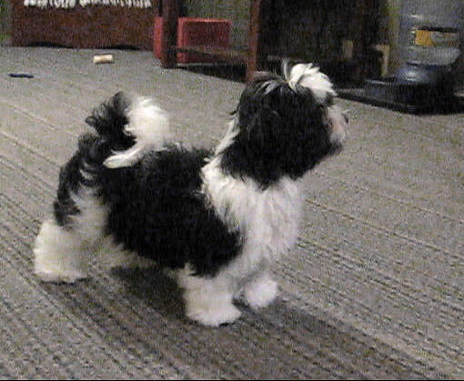 tapscott havanese tapscott b i s havanese tapscott havanese tapscott b i s havanese