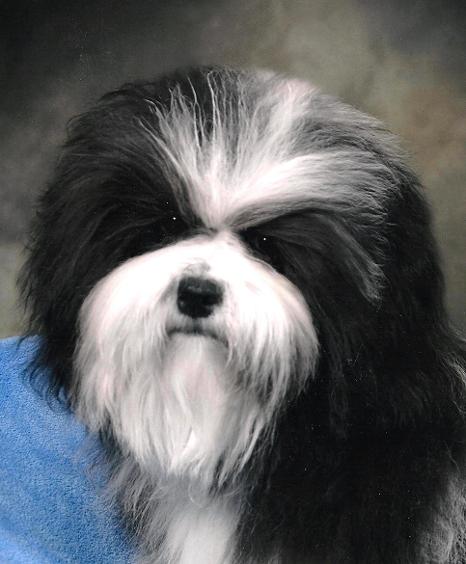 tapscott havanese tapscott b i s havanese tapscott havanese tapscott b i s havanese