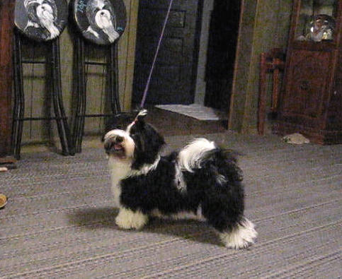 tapscott havanese tapscott b i s havanese tapscott havanese tapscott b i s havanese