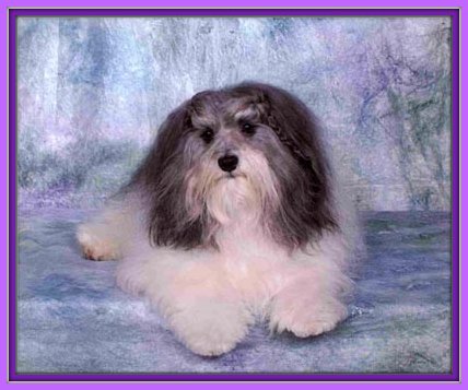 tapscott havanese tapscott b i s havanese tapscott havanese tapscott b i s havanese