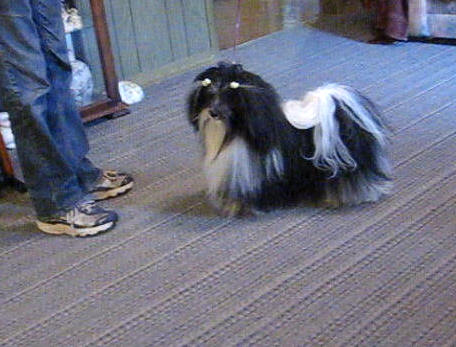 tapscott havanese tapscott b i s havanese tapscott havanese tapscott b i s havanese
