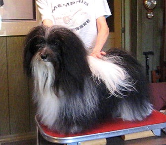 tapscott havanese tapscott b i s havanese tapscott havanese tapscott b i s havanese